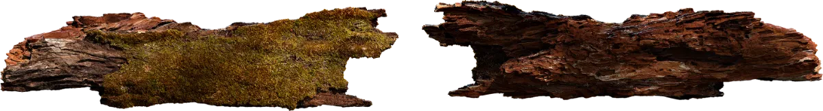 mossy wooden log 002 — Descargar