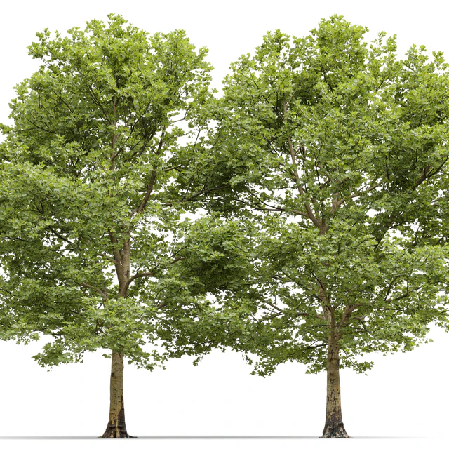 Plane-tree / Sycamore / Platanus #13 — Descargar