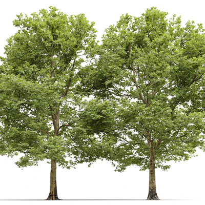 Plane-tree / Sycamore / Platanus #13 — Ver 2