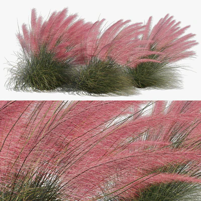 Muhlenbergia Capillaris - Pink Muhly Grass 04 — Вид 1