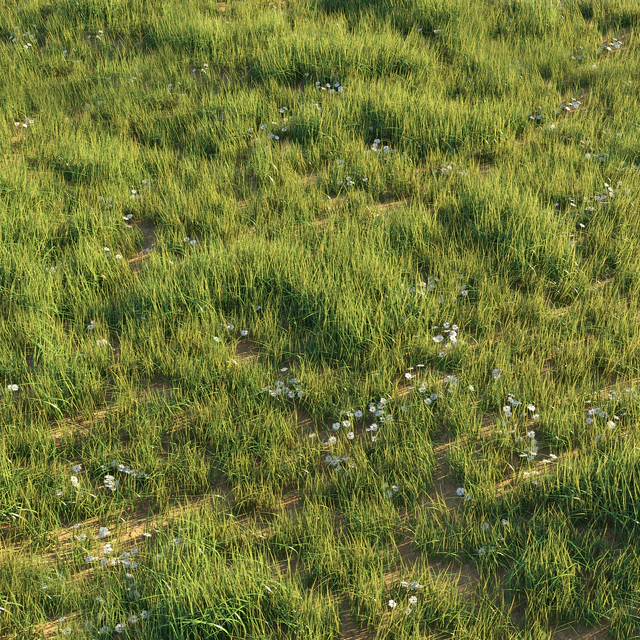Uncut grass lawn — Descargar