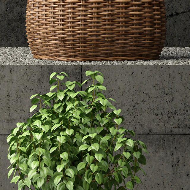 Plants collection 65 — Descargar