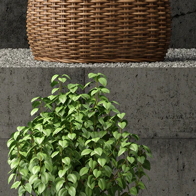 Plants collection 65 — Ver 2