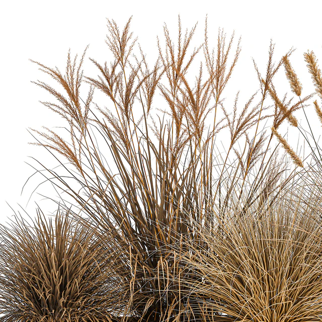 Collection of dried flower plants in a pot of Pampas grass, reeds, flowerbed, landscaping, bushes. 1072. — Descargar