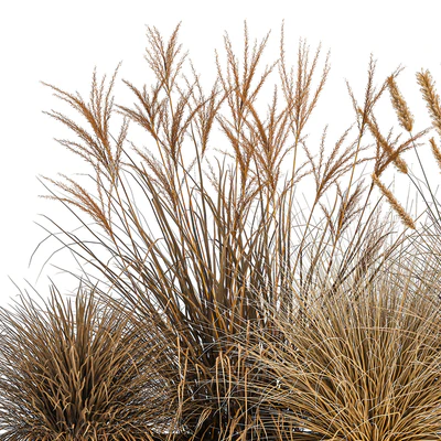 Collection of dried flower plants in a pot of Pampas grass, reeds, flowerbed, landscaping, bushes. 1072. — Ver 2