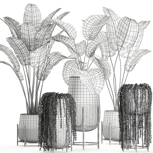 A collection of hanging plants in black pots on legs with Banana palm, Calathea lutea, Strelitzia, Krestovnik, succulents. Set 700. — Descargar
