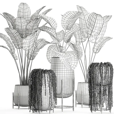 A collection of hanging plants in black pots on legs with Banana palm, Calathea lutea, Strelitzia, Krestovnik, succulents. Set 700. — Ver 2