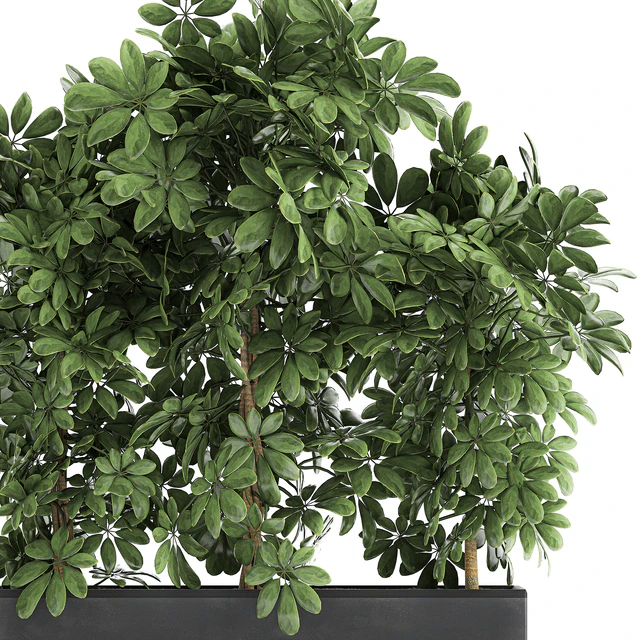 A beautiful lush shrub of an ornamental plant in a black Scheffler pot. Set 762. — Descargar