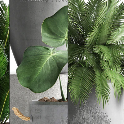Plant Collection 381. Banana palm, Cycas, palm tree, exotic plant, outdoor, concrete flowerpot, strelitzia, bushes — Ver 2