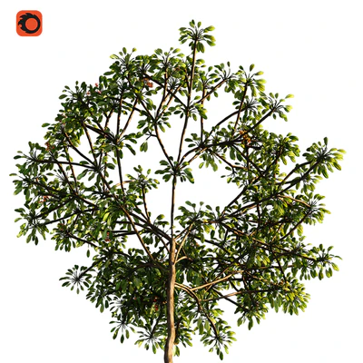 Plumeria tree — Вид 2