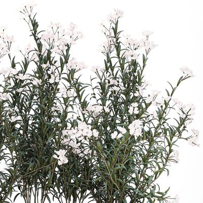 Коллекция растений для сада в белых современных горшках с цветущими кустами белые цветов Олеандр, Нериум. Набор 1363. — Вид 2