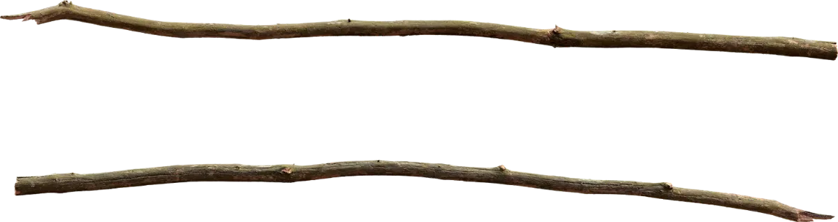 common spruce branch 002 — Скачать