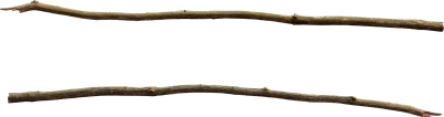 common spruce branch 002 — Скачать