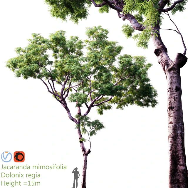 Jacaranda mimosifolia | Dolonix regia | Height = 15m — Descargar