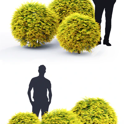 Thuja Golden Globe — Ver 2