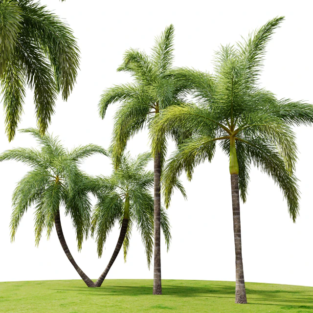 Foxtail Palm 02 — Скачать