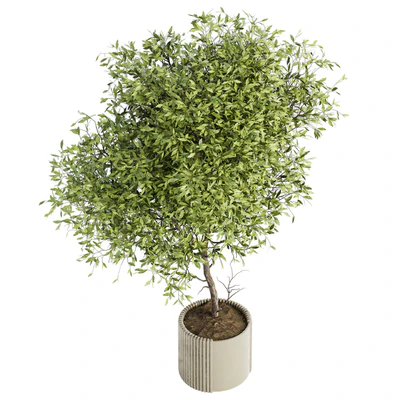 Indoor Plant Set 050 — Ver 2