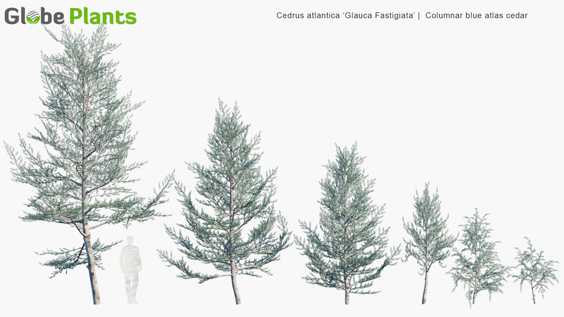 cedrus atlantica glauca fastigiata — Скачать