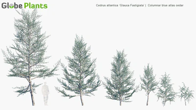 cedrus atlantica glauca fastigiata — download