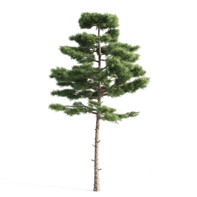 2 pine vray — Ver 2
