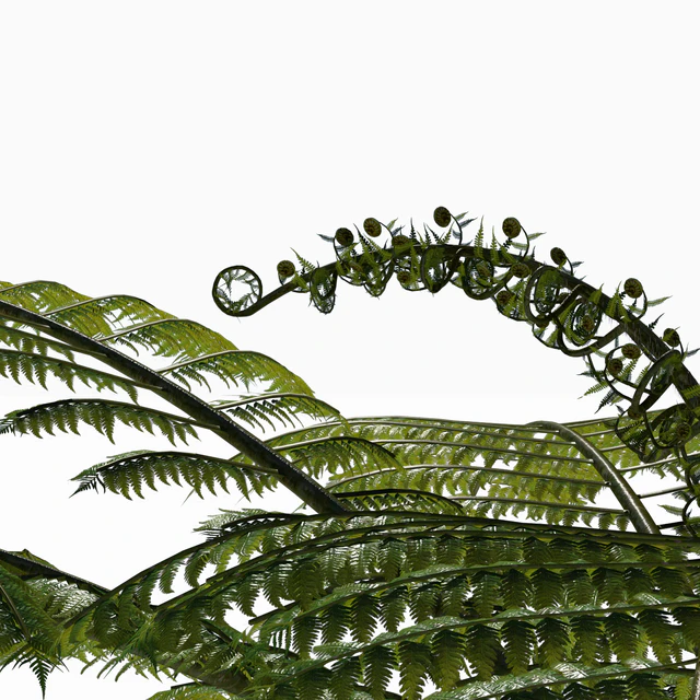 Treefern dicksonia antarctica — Descargar