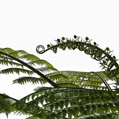 Treefern dicksonia antarctica — Ver 2