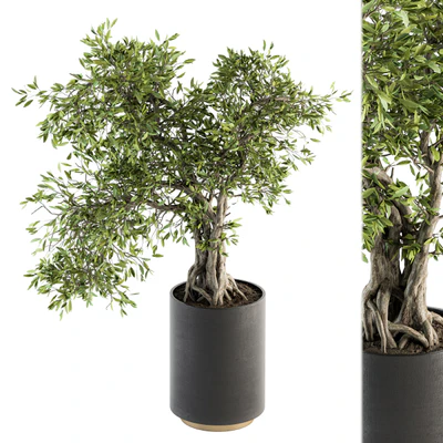 indoor Plant Set 207 - Big Bonsai in pot — View 1
