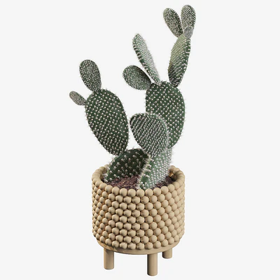 Plants collection 038 - Opuntia microdasys 03 — Ver 2