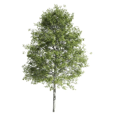 High quality OAK-Tree — Ver 2