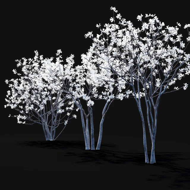 Магнолия звездчатая | Magnolia stellata flowering — Скачать