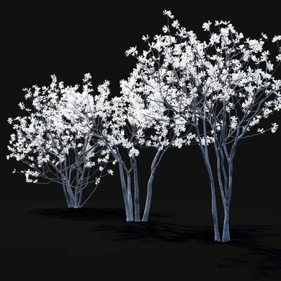 Магнолия звездчатая | Magnolia stellata flowering — Вид 2
