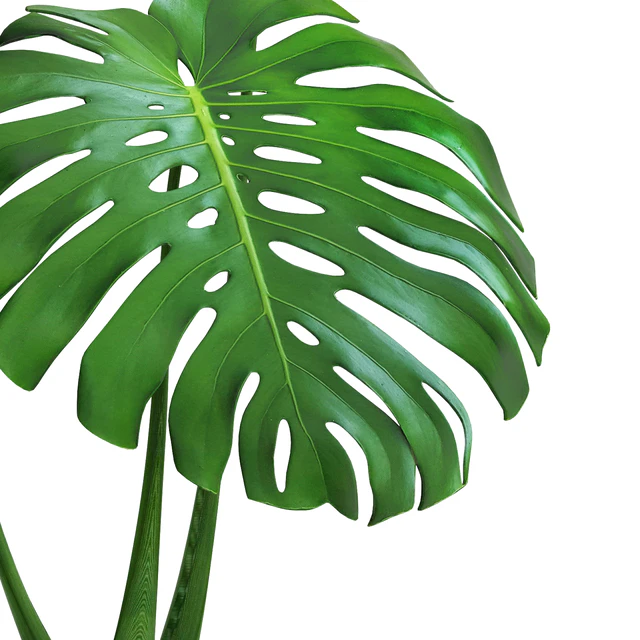 monstera, flower, pot, bush, flowerpot, clay, clinker, decorative, small plants — Descargar