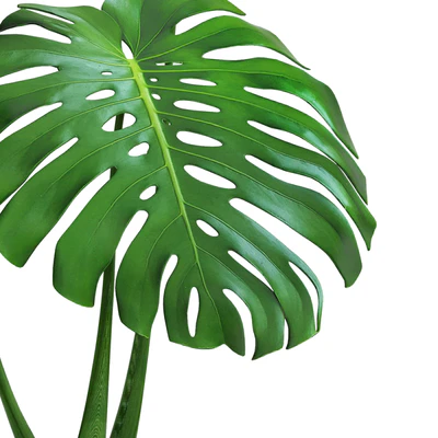 monstera, flower, pot, bush, flowerpot, clay, clinker, decorative, small plants — Ver 2
