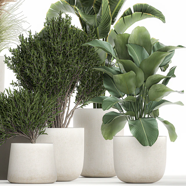 Collection of plants in outdoor pots from white pampas grass, tree, banana, Calathea lutea. 1095. — Descargar