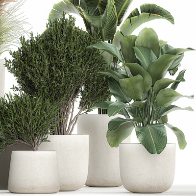 Collection of plants in outdoor pots from white pampas grass, tree, banana, Calathea lutea. 1095. — Ver 2