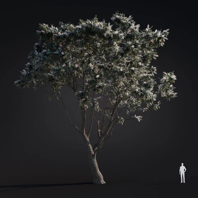 045 black locusts — Descargar