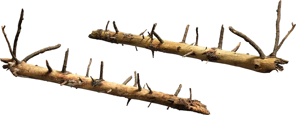 nordic forest tree log small 001 — Скачать