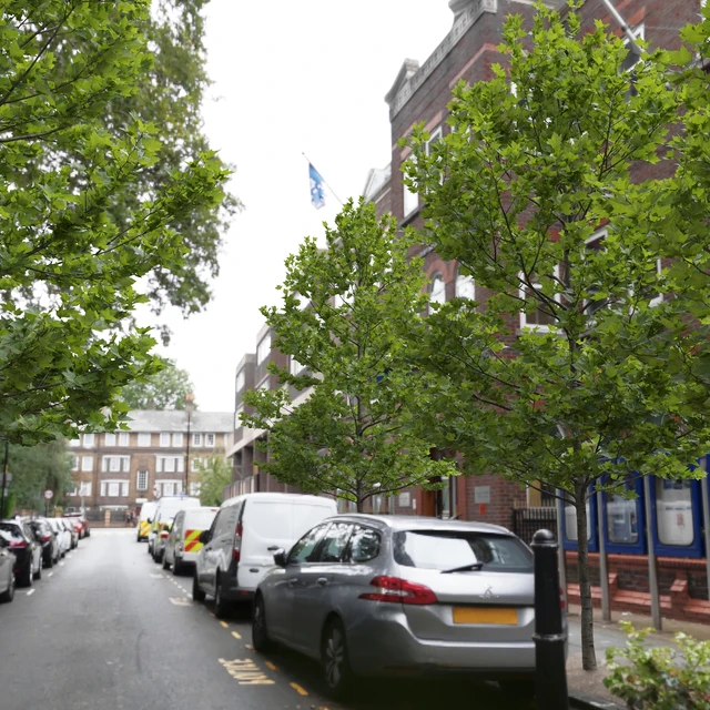 Plane-tree / Sycamore / Platanus acerifolia #4 — Descargar