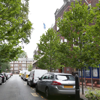 Plane-tree / Sycamore / Platanus acerifolia #4 — Ver 2