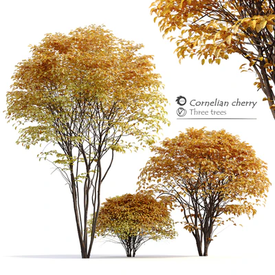 Cornelian cherry — Ver 1