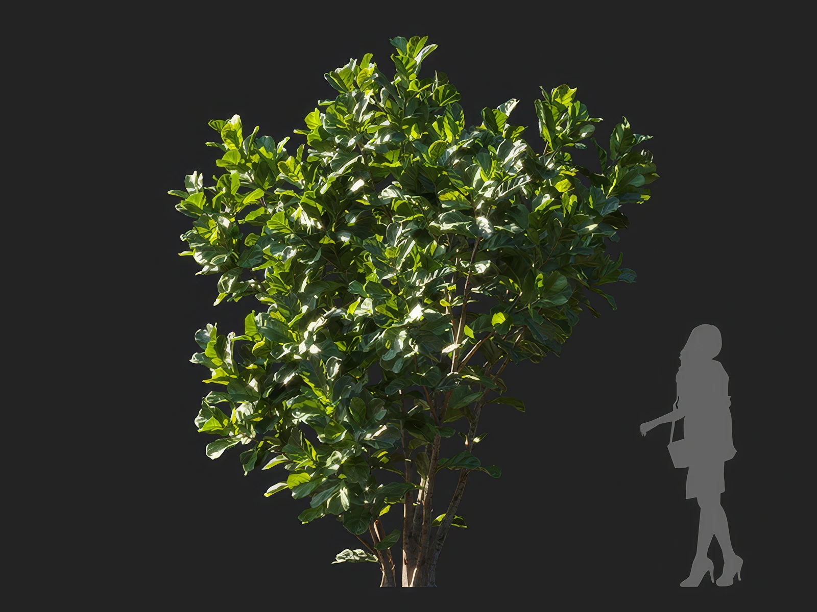 ficus lyrata 004 — Descargar