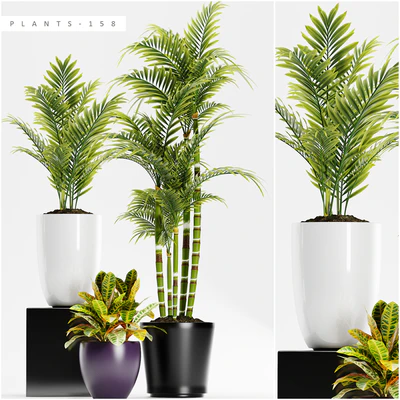 PLANTS 158 — Вид 1