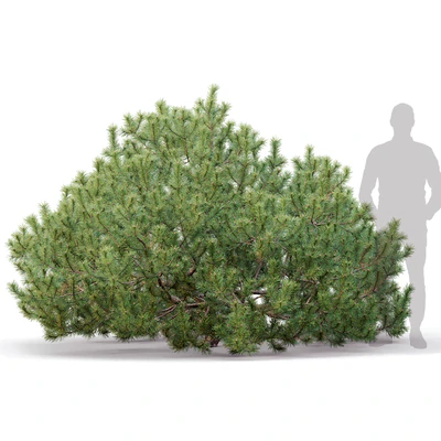 Pine — Ver 2