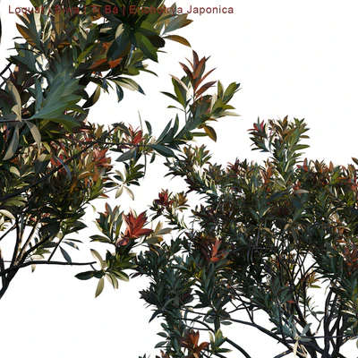 Loquat | Biwa | Eriobotrya Japonica V2 — Вид 2