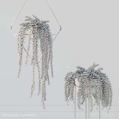 Donleytail | Burrostail succulent hanging — Ver 2