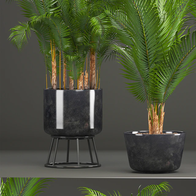 Plant collection 216. Howea forsteriana, palm tree, basket, black pot, indoor plants — Descargar