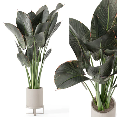 Indoor Plants in Ferm Living Bau Pot Large - Set 555 — скачать
