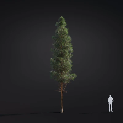 030 pinus ponderosa — Descargar
