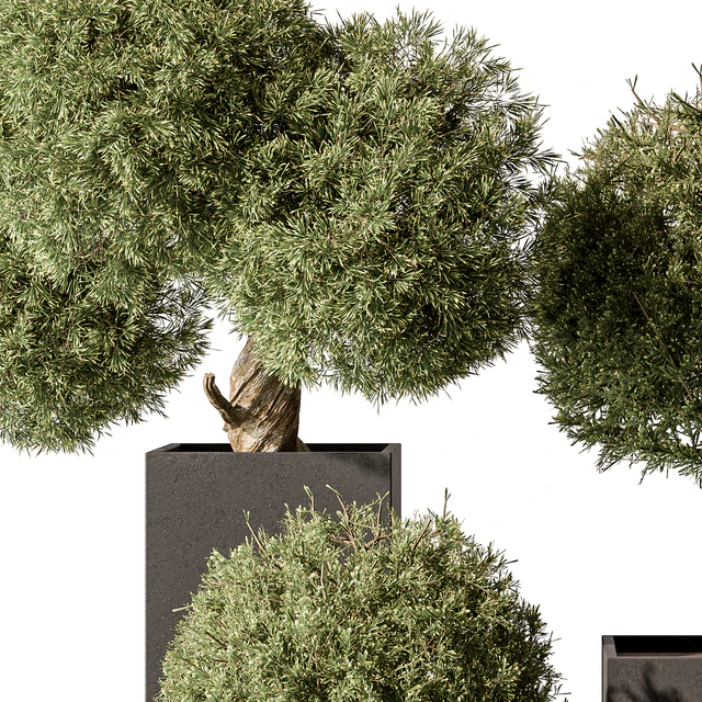 Topiary Plant in Box - Outdoor Plants 445 — Скачать