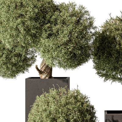 Topiary Plant in Box - Outdoor Plants 445 — Вид 2